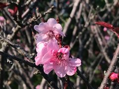 -广东罗浮山风景名胜区