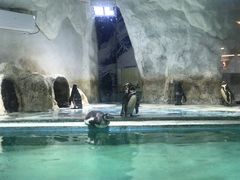 -北戴河圣蓝海洋公园