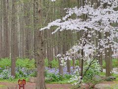 -上海共青森林公园