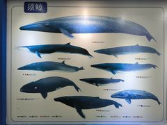 -上海海洋大学鱼文化博物馆(军工路校区)