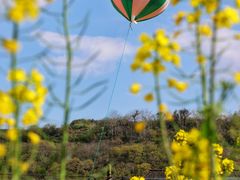 -桑洲油菜花景区
