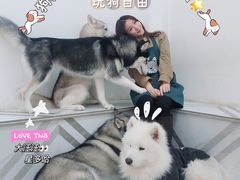 -星多哈·狗咖·拼豆·咖啡