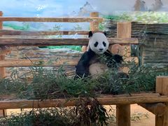 -西霞口神雕山野生动物世界