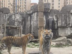 -上海野生动物园