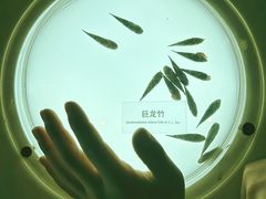 -安吉竹博园