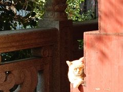 -开元寺