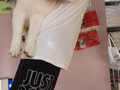 -Husky Go! 哈士奇体验馆·宠物咖啡厅狗咖