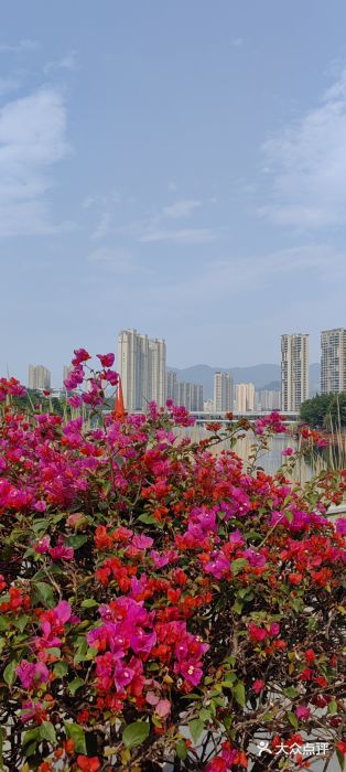 琴亭湖公园图片