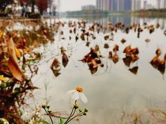 -飞来湖湿地公园