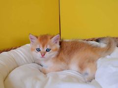 -翊宠yipet猫狗购宠庄园犬舍•猫舍