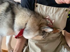 -Husky Go! 哈士奇体验馆·宠物咖啡厅狗咖