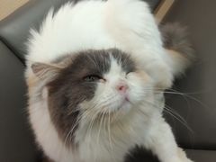 -喵园·猫主题咖啡厅·撸猫·猫咖(国贸店)