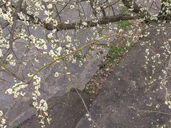 -苏州上方山国家森林公园