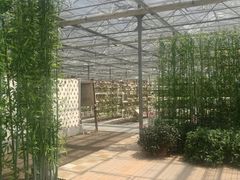 -上海都市菜园