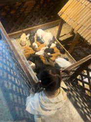 -酷嗒动物文化乐园(cutezoo西溪乐天城店)