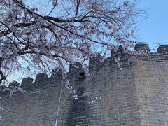 -桃花堤公园