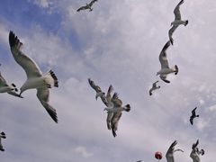 -海驴岛(荣成市)
