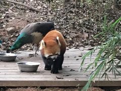 -成都大熊猫繁育研究基地