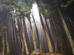 -武陵山森林公园