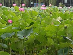 -莲湖公园