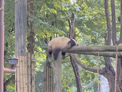 -都江堰中华大熊猫苑