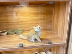-猫十亿·布偶金渐层·曼基康矮脚猫舍(青年路店)