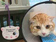 -瑞鹏宠物医院·宠保定点·心脏科·内科(御桥分院)