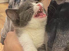 -袖虎·猫馆(体育西路店)