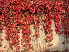 -海天一色海景自助餐厅(西港花园店)