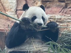 -石家庄市动物园