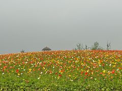 -径山花海