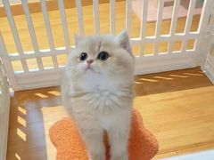 -欣宠猫屋·矮脚拿破仑·蓝金金渐层