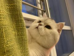 -喵zoo家庭繁育猫舍(尖东智能花园店)