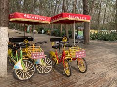 -合肥滨湖国家森林公园