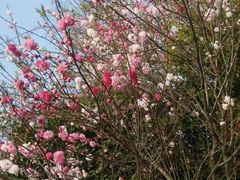 -桃花岛景观公园