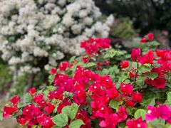 -曼听御花园