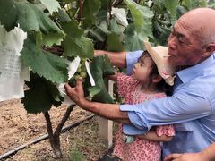 -马陆小张葡萄园农家乐