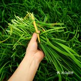 春日鲜味！韭菜炒鸡蛋