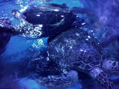 -烟台海昌鲸鲨海洋公园