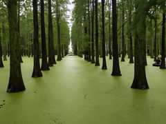 -渌洋湖湿地公园