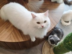 -飞行喵MR PILOT|猫舍·猫咖(静安大融城店)