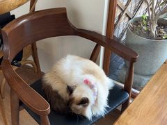 -有猫主题·治愈系猫咖(曾厝垵店)