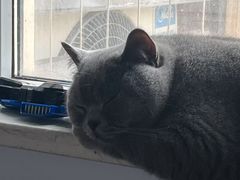-瑞派名望志远动物医院·猫科·內科·异宠专科(直港大道店)