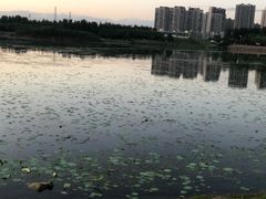 -丁香湖公园