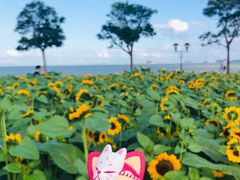 -野狸岛