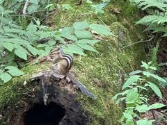-五营红松林海景区