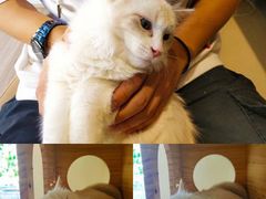 -藏猫猫咖啡主题馆(中央大道店)