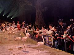 -广州长隆国际大马戏