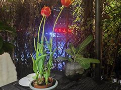 -肴约·花园式餐厅(湖里店)