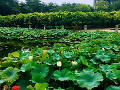 景点-嘉定紫藤园